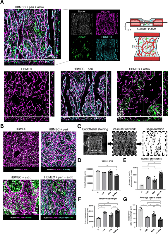 MIMETAS publishes breakthrough study on 3D blood-brain barrier model with unidirectional flow