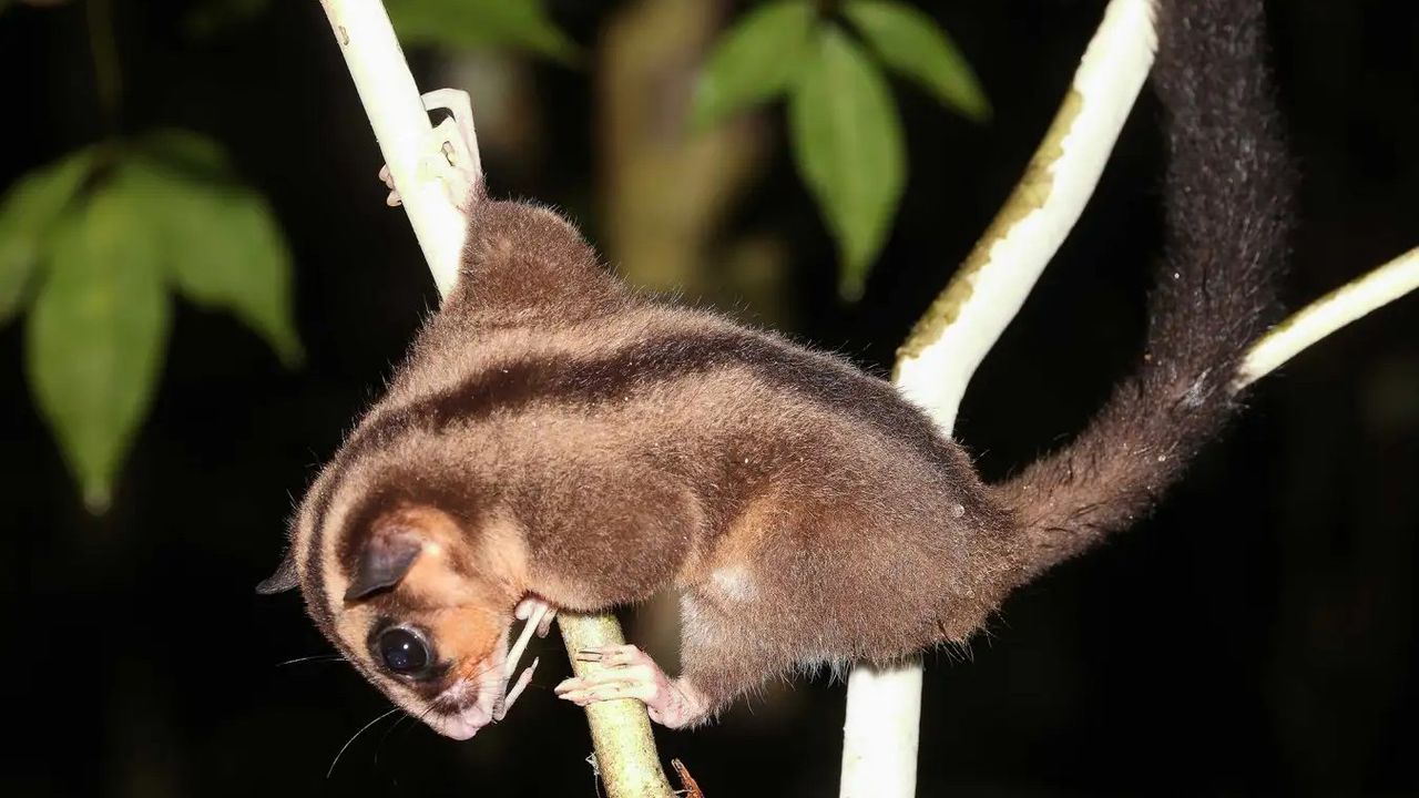 Scientists find 2 marsupial species, thought to have gone extinct 6,000 years ago, living in the forests of New Guinea