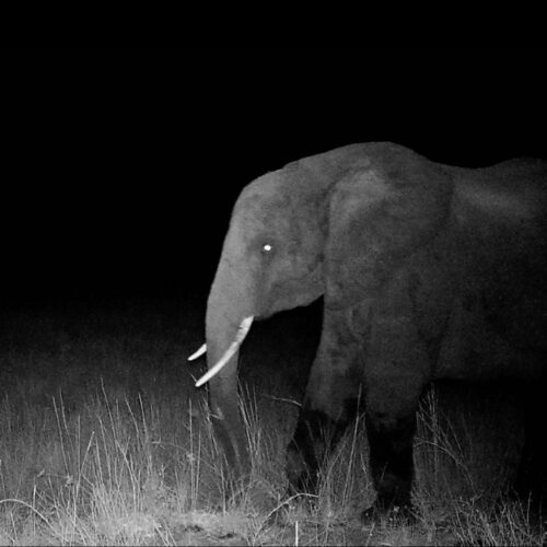 Hunting for elusive “ghost elephants”