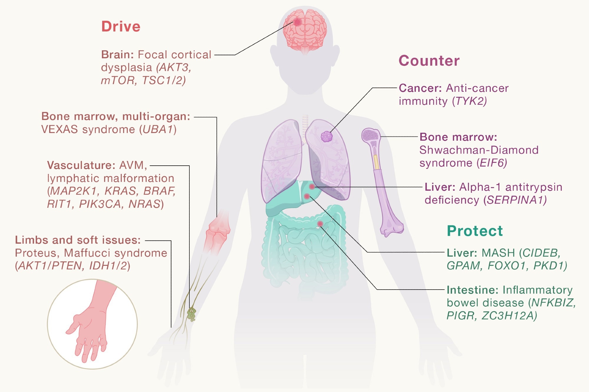 How somatic mutations shape disease and reveal new drug targets