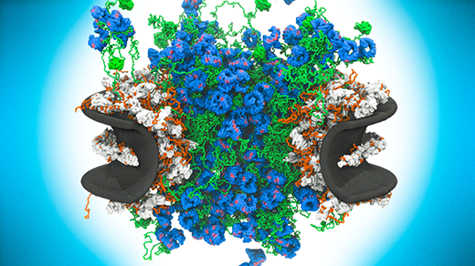 Disorder Drives One of Nature’s Most Complex Machines