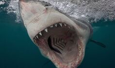 Horror shark attack sees surfer ‘bitten in half’ by beast ‘as wide as a car’