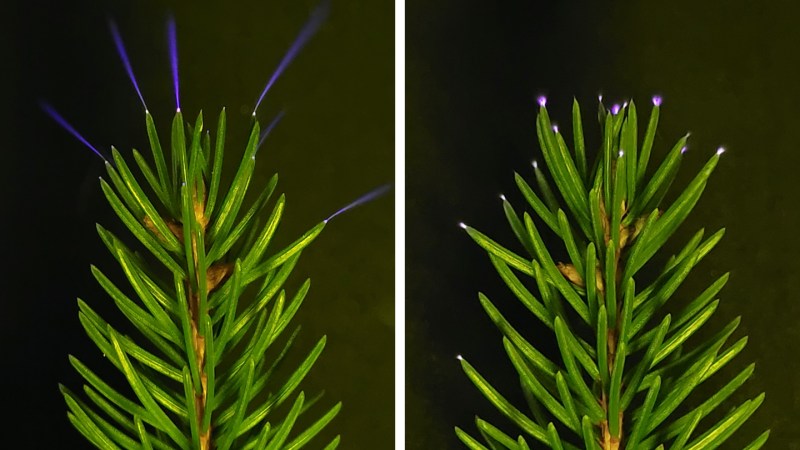 Tree tops sparkle with electricity during thunderstorms