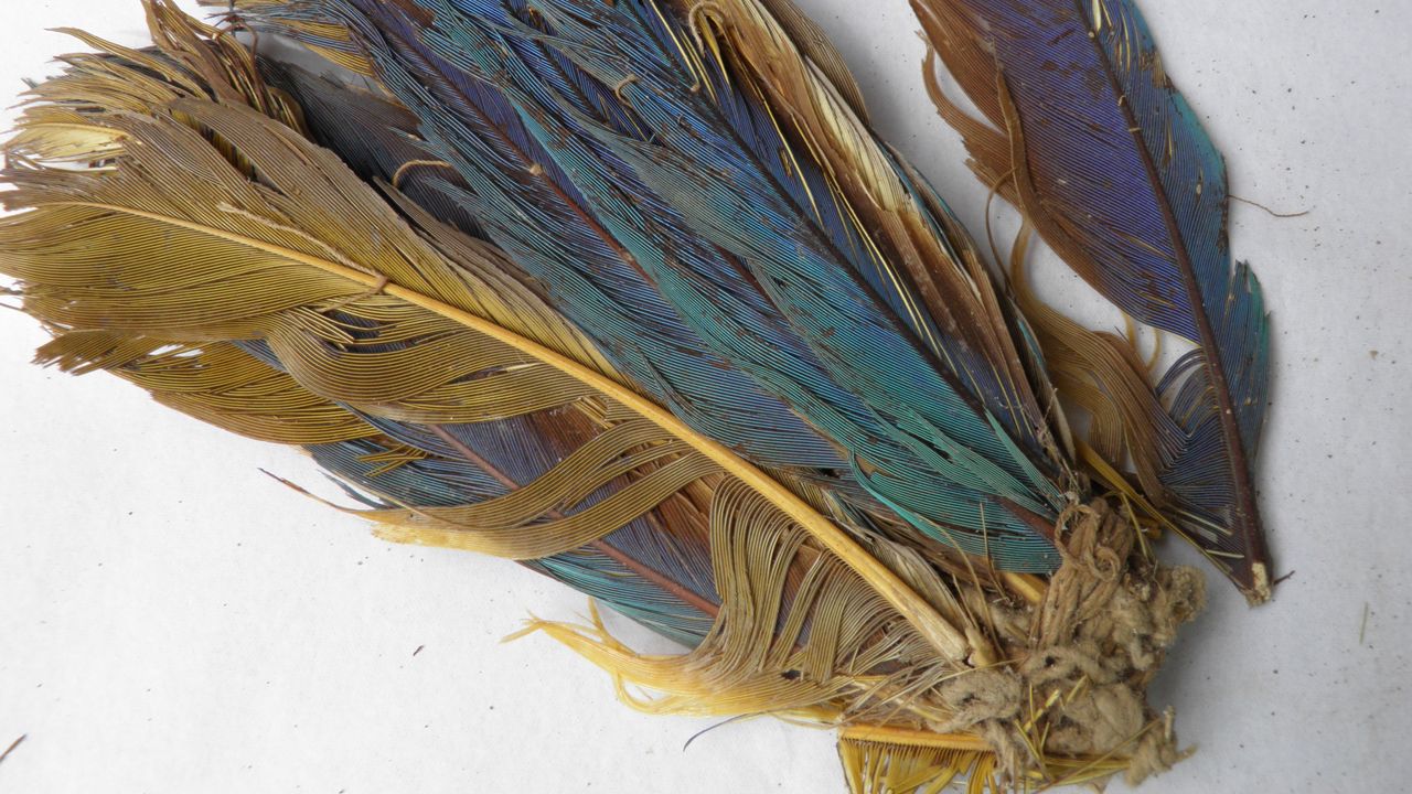 Pre-Inca culture acquired Amazonian parrots from hundreds of miles away to use their feathers to decorate the dead, new analysis reveals