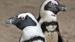 Why Namibia’s green energy dream could be a red flag for penguins