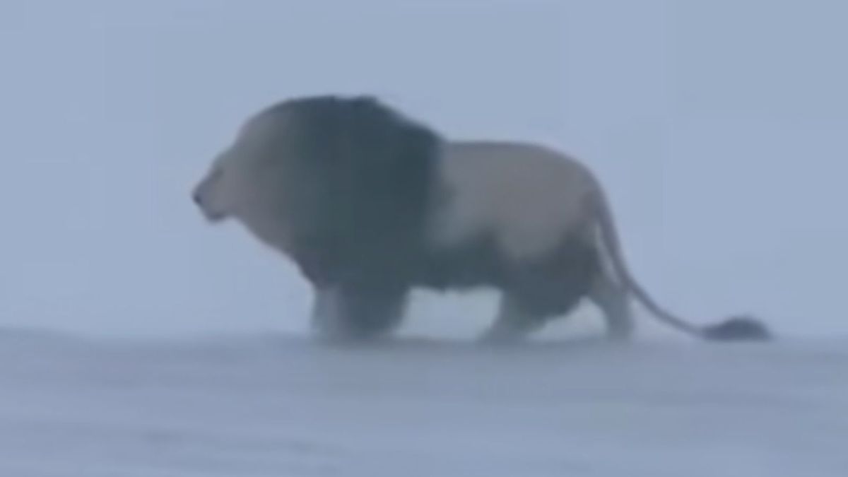 Does this video show ‘Tibetan snow lion’?