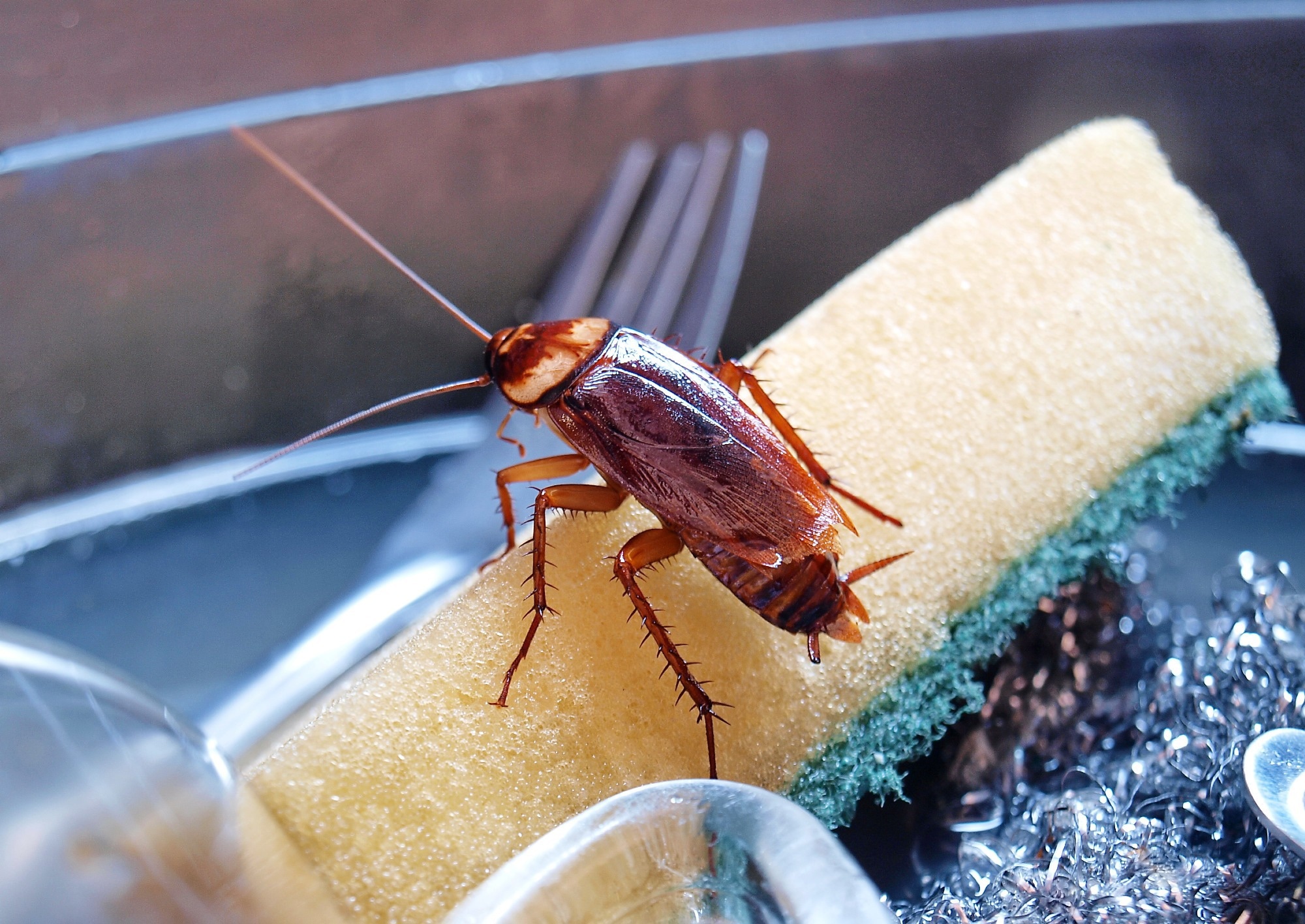 Study finds cockroach allergy often driven by shared proteins across arthropods