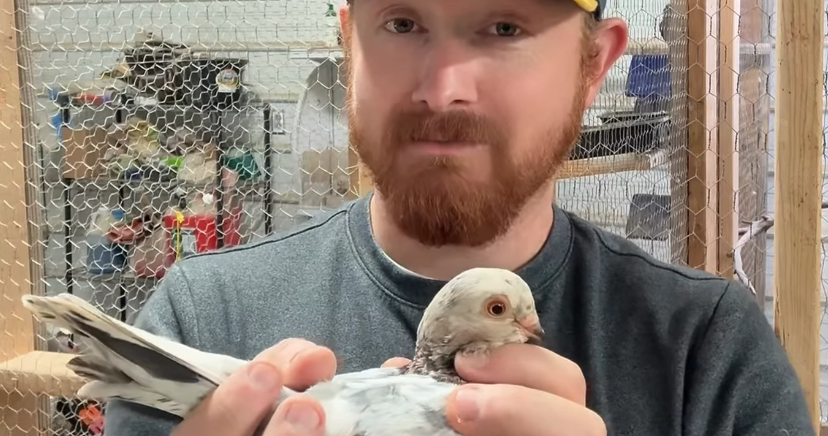 Backyard bird drama: gay pigeons go viral on Kansas City farm