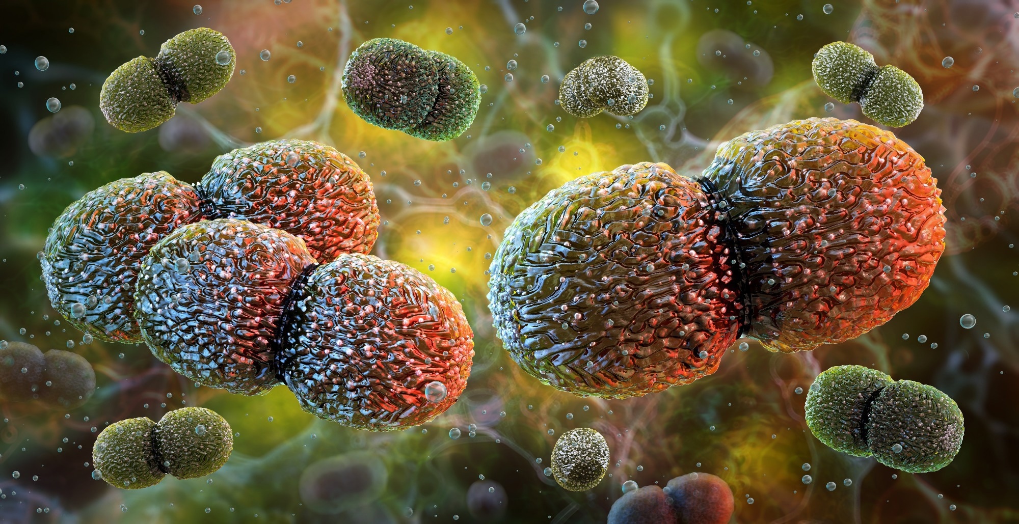 Scientists show gut bacteria can reach the brain in mice and reveal a potential vagus nerve pathway