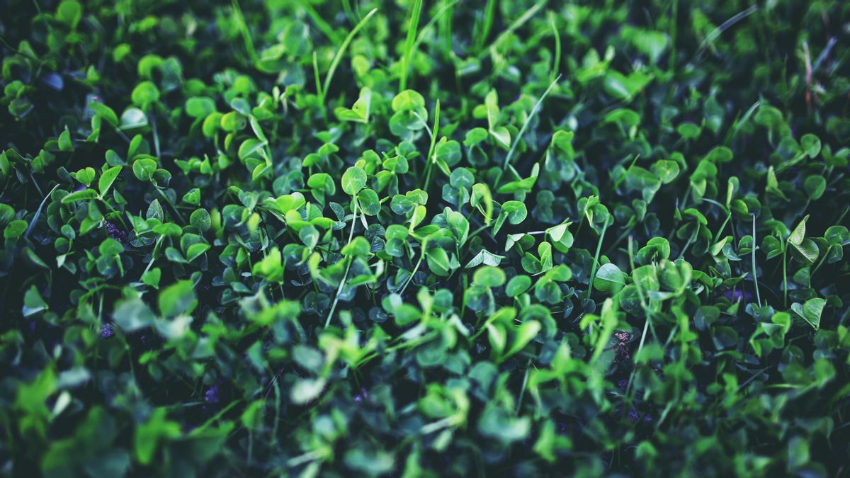 Why shamrocks are symbol for St. Patrick’s Day