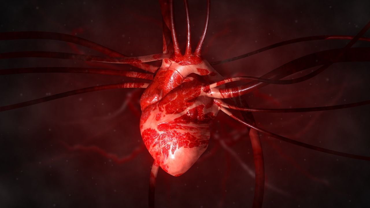 A single injection of mRNA-like treatment could help heart muscle heal after a heart attack in mice and pigs. Could it work in humans too?