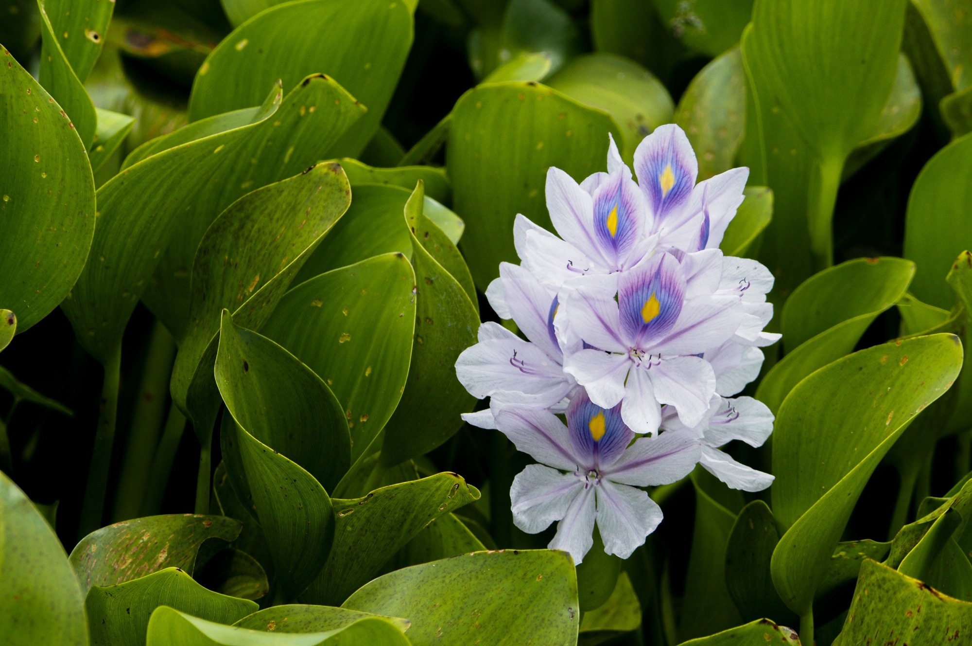 Biodegradable sanitary pads made from water hyacinth pass safety and absorbency tests in new study