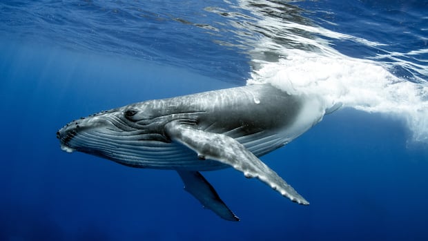 The world’s oldest-known whale song recordings tell a story about the changing ocean