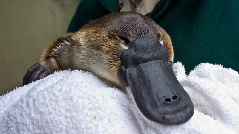 Platypus fur has a surprising feature seen only in bird feathers