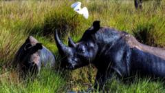Forty years after the last one was poached rhinos are back in the wild in Uganda