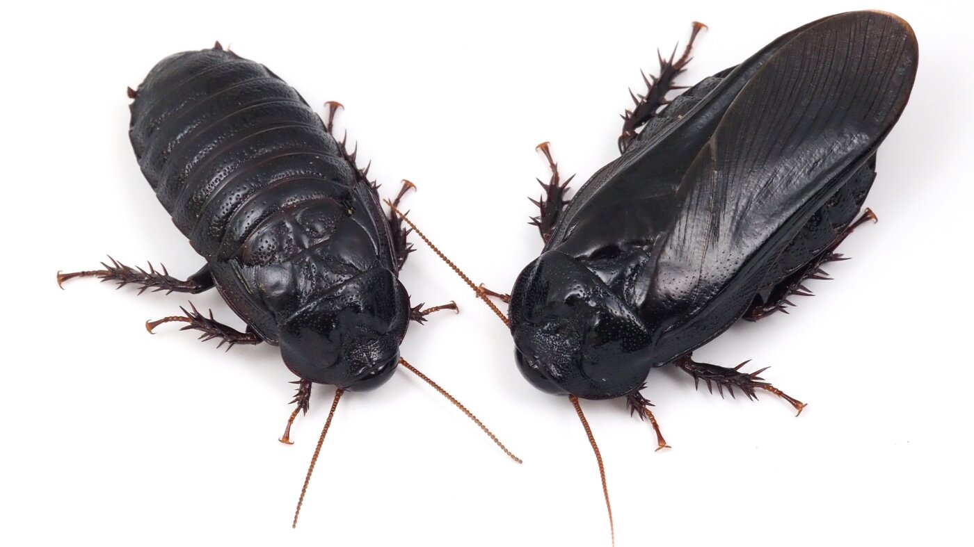 These roaches form exclusive long-term relationships after eating each other’s wings