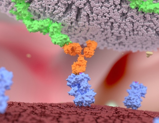 Blocking a single protein could make hidden HPV-positive tumors vulnerable to treatment