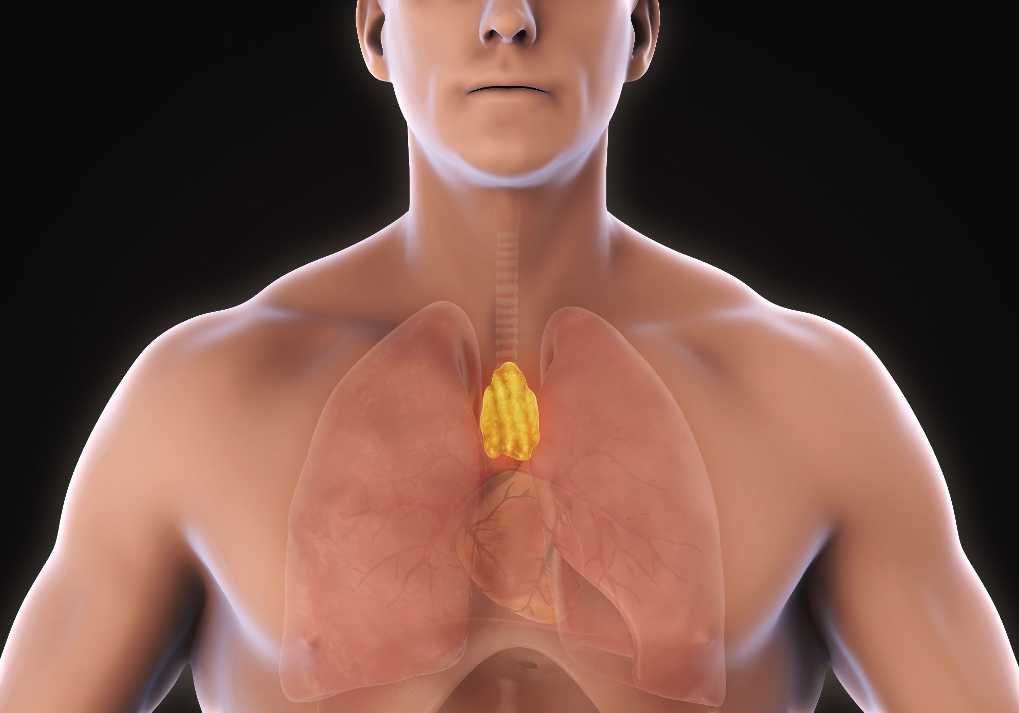 A healthier thymus predicts longer life and lower cancer and heart disease risk in adults
