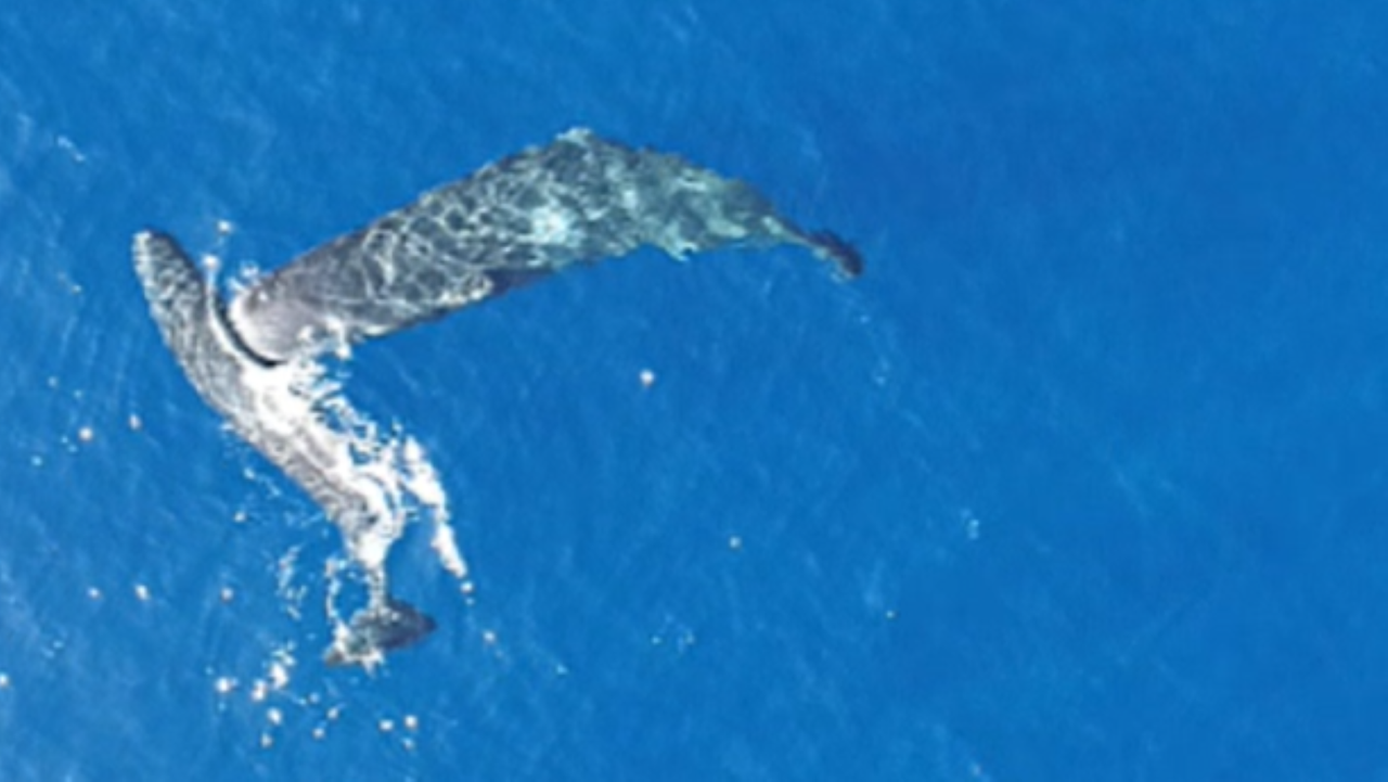 Watch sperm whale headbutt another for no apparent reason