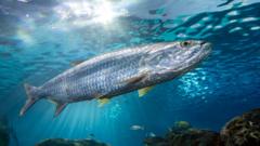 Decline in migratory fish populations prompts fight for protection