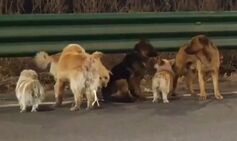 7 dogs stolen in China escape captor’s truck and travel 10 miles home