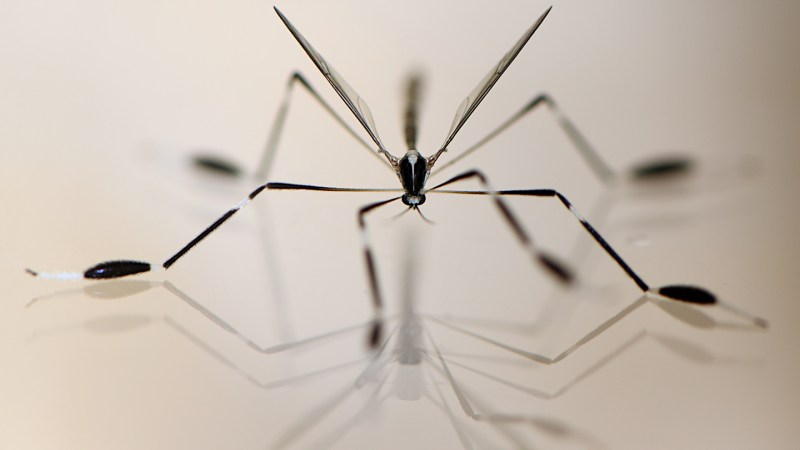 These insects fly with their legs. Physics explains how