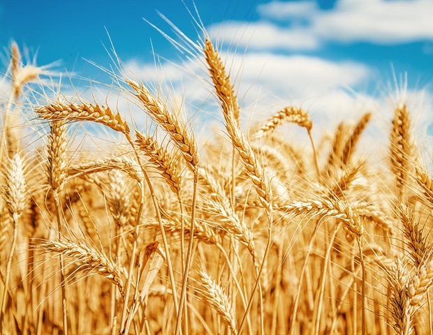 Whole wheat diets may reduce the risk of inflammatory bowel disease