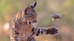 In pictures: Hunting lynx snatches top prize in photo competition