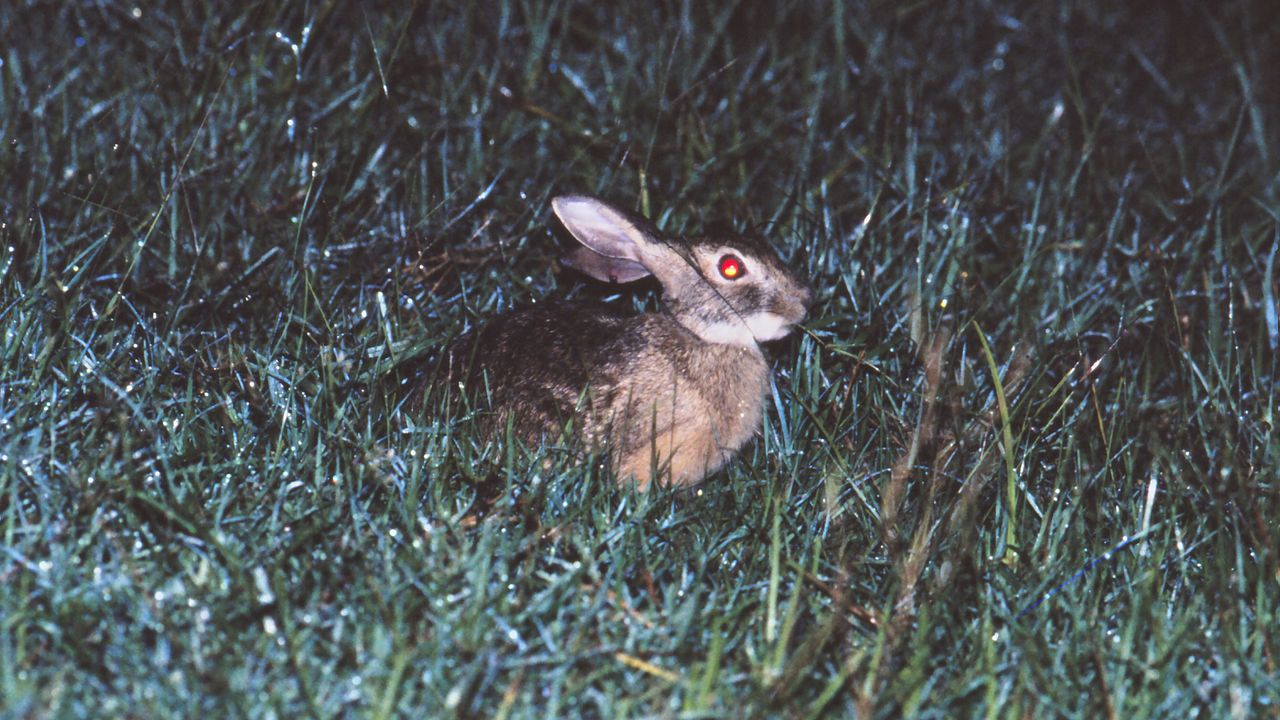 Critically endangered hare spotted in surprising location for the first time in 40 years — but it was already dead