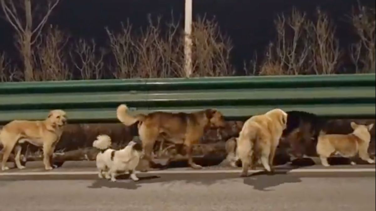 Does this video show 7 dogs in China escaping illegal transport truck, walking home?