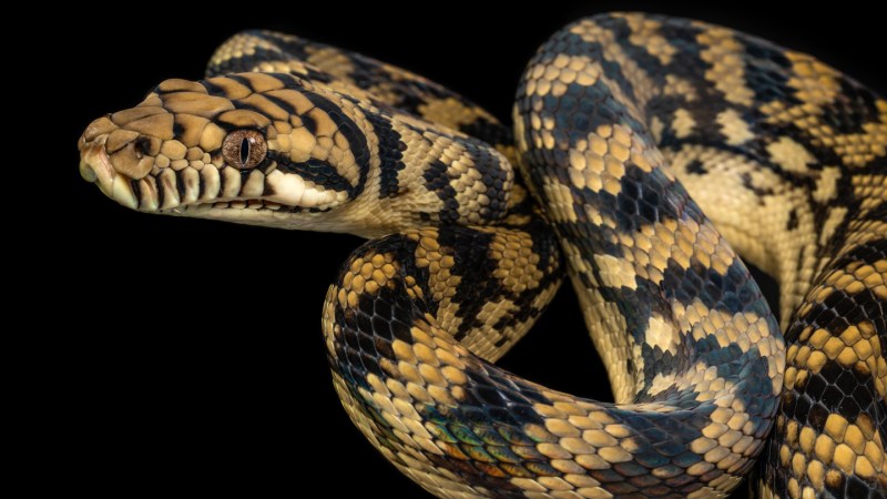 How snakes defy gravity to stand tall