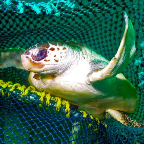 How new fishing tech can reduce bycatch of turtles and other creatures