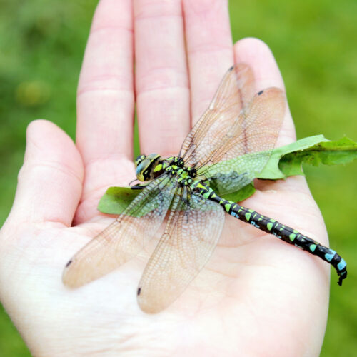 Explanation for why we don’t see two-foot-long dragonflies anymore fails