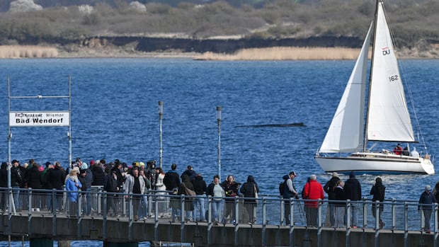 The humpback whale rescued last week in the shallow Baltic Sea? It’s stuck again