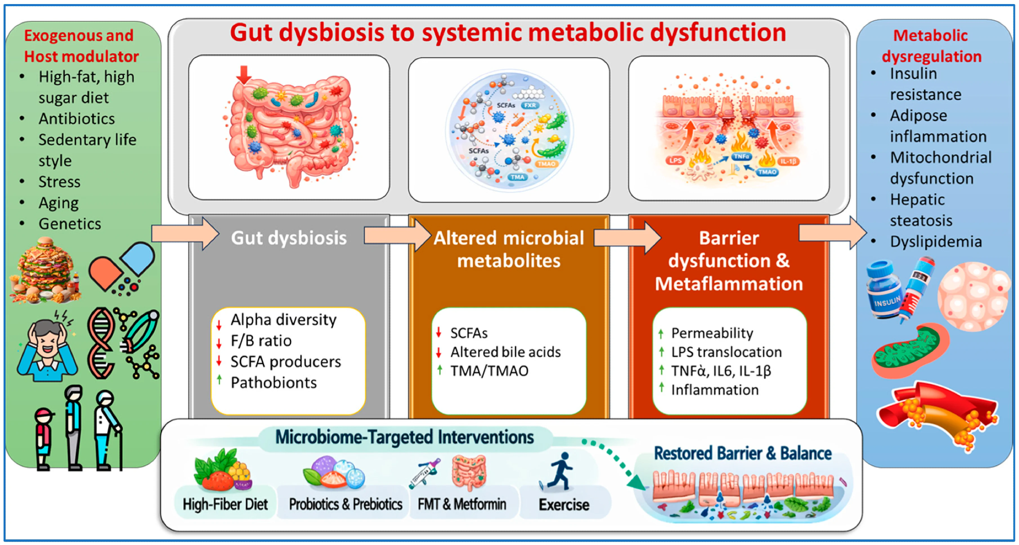 How gut imbalance may drive obesity, diabetes, and heart disease