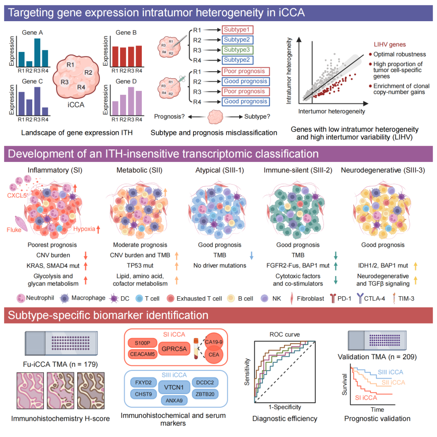 New genetic ‘roadmap’ advances precision therapy for intrahepatic cholangiocarcinoma