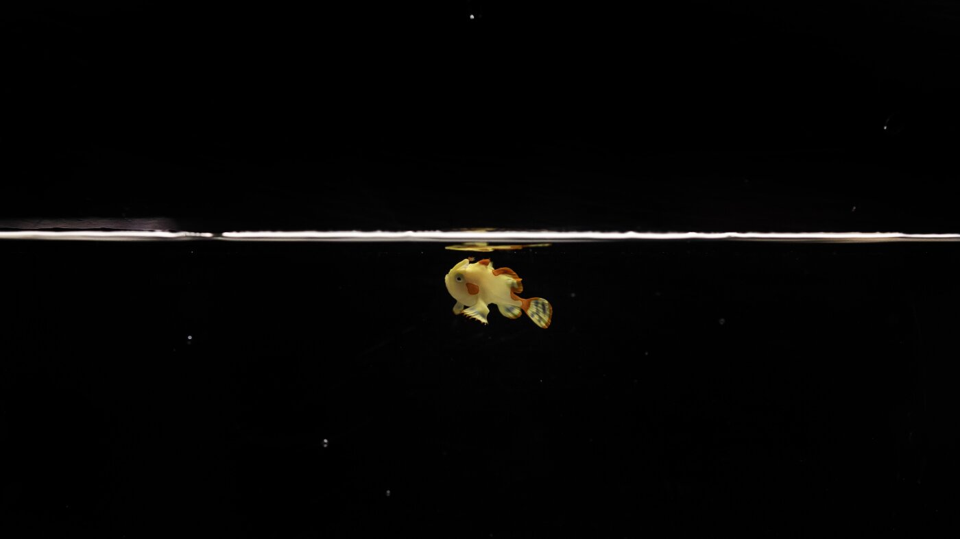 Domino, the warty frogfish, is the first of its kind to be raised in captivity