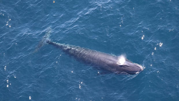 Trump officials exempt drilling in the Gulf of Mexico from endangered species act, putting rare whale at risk