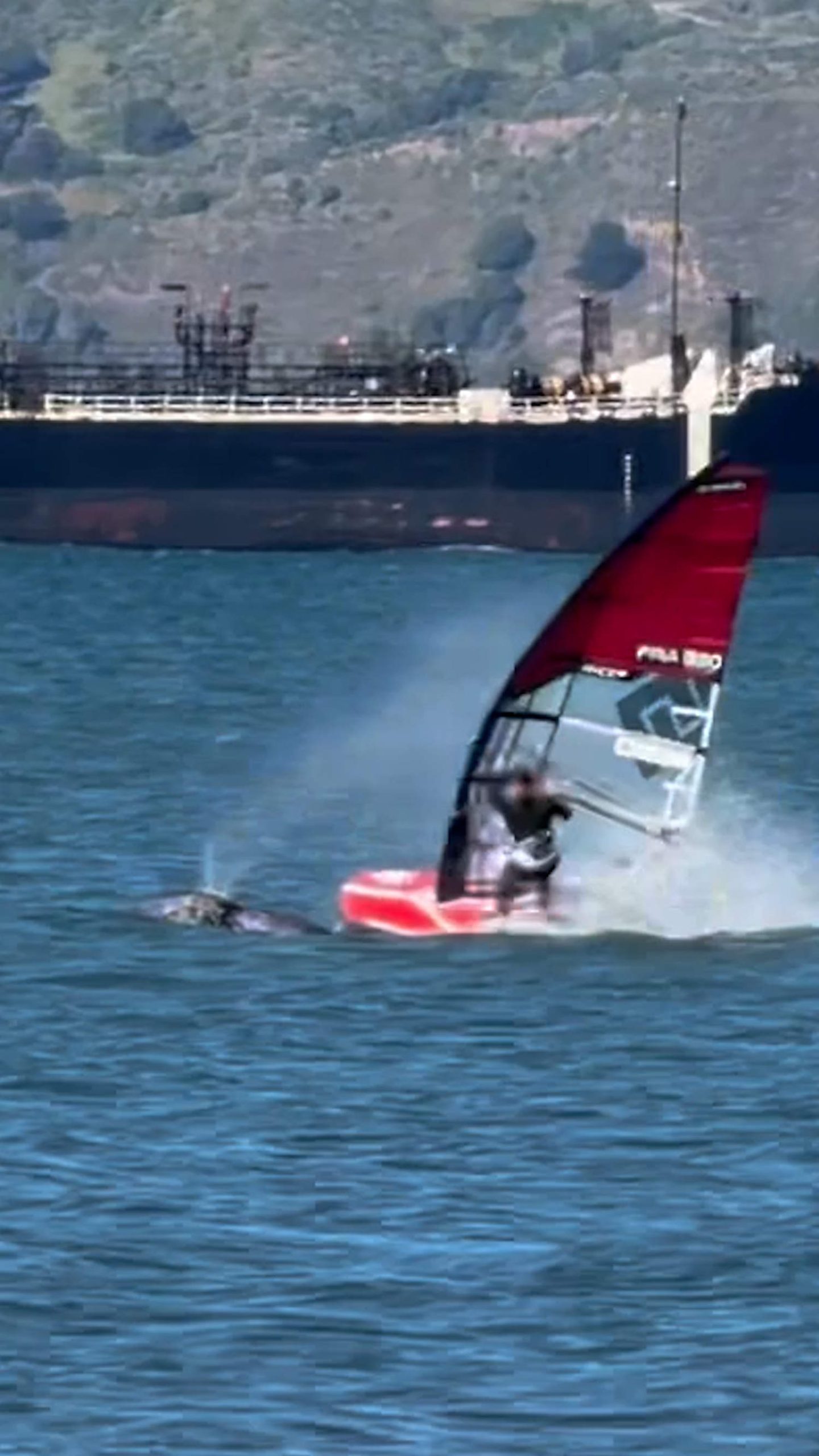 Windsurfer crashes into whale in San Francisco Bay