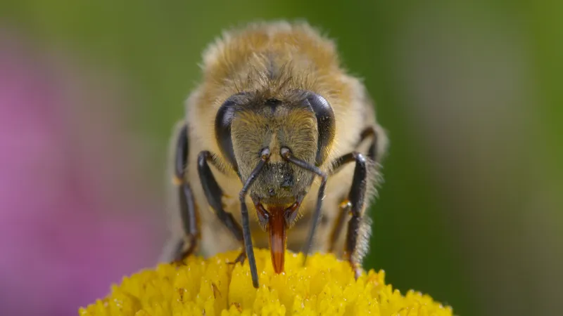 Secrets of the Bees zooms in on life in a hive