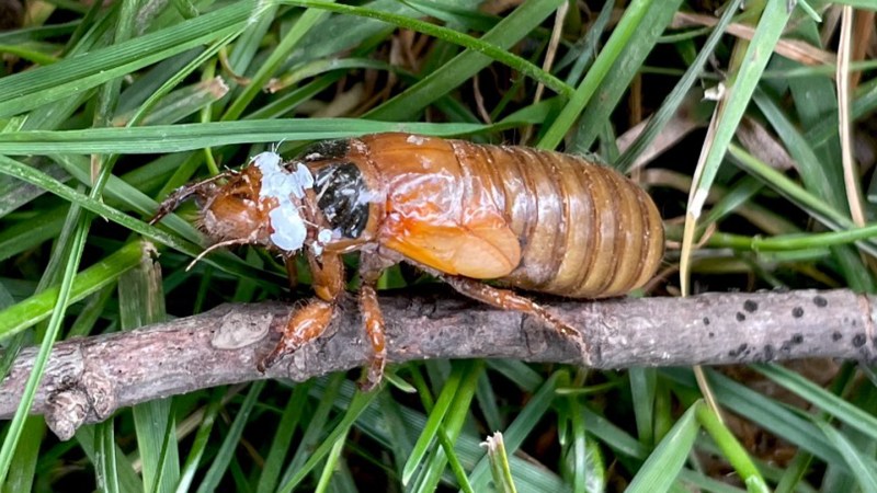 To climb trees, cicadas look to the shadows