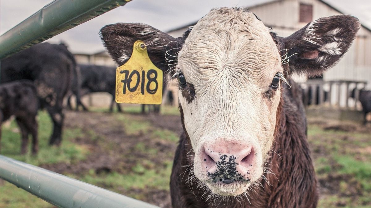 Have Missouri farmers reported finding ‘boxes of ticks’ in fields?