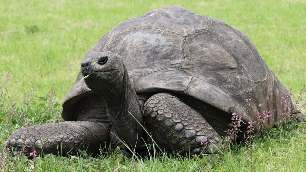 No need to worry: Claim Jonathan the tortoise died is just another death hoax