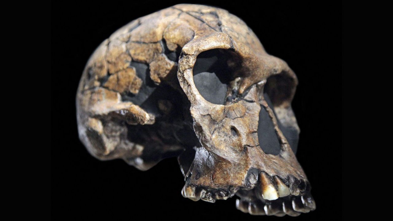 Homo habilis is the earliest named human. But is it even human?