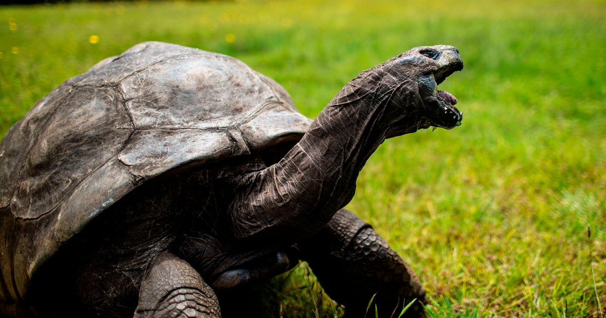 Don’t Believe The Rumors: The World’s Oldest Tortoise Is Very Much Alive