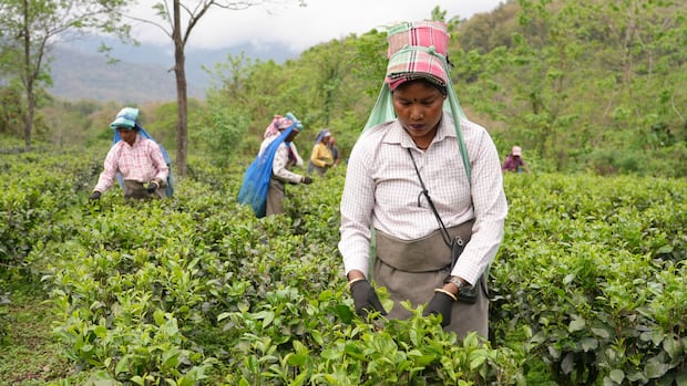 How climate change is threatening the flavour — and future — of India’s prized Darjeeling tea