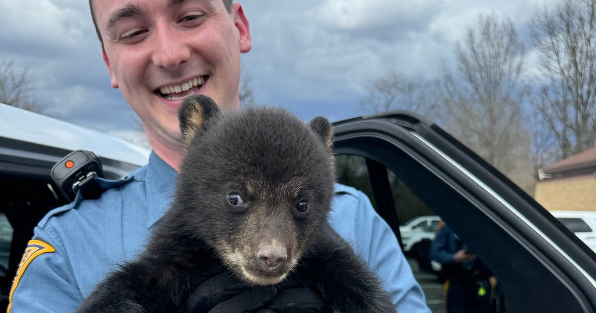 Bear Cub Rescued From Highway Ditch By New Jersey State Troopers