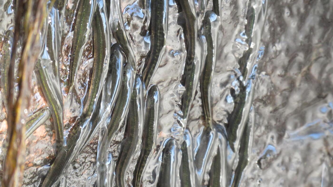 These rock-climbing fish can shimmy up a 50-foot waterfall