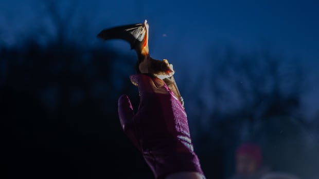 Ukrainians find glimmer of hope in war time by releasing hundreds of bats into the wild