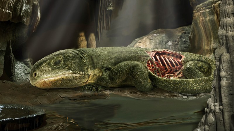 Mummified reptile hints at the origins of how we breathe